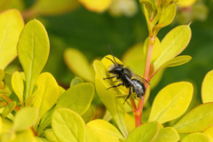 Osmia lignaria propinqua
