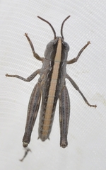Ramburiella hispanica