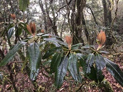 Daphniphyllum himalaense