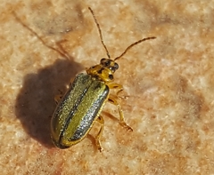 Xanthogaleruca luteola