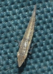 Pseudocephalelus bleusei