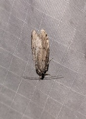 Semioscopis megamicrella