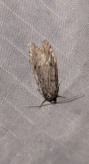 Semioscopis megamicrella