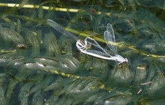 Paracercion calamorum