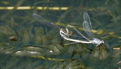 Paracercion calamorum