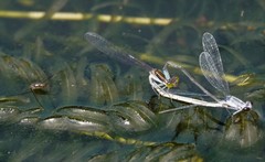 Paracercion calamorum