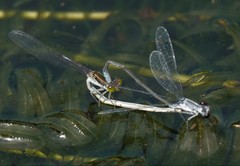 Paracercion calamorum