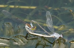 Paracercion calamorum