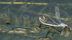 Paracercion calamorum