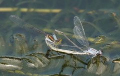 Paracercion calamorum