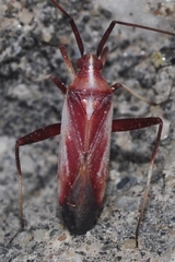 Phytocoris limonii