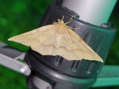 Metarranthis angularia