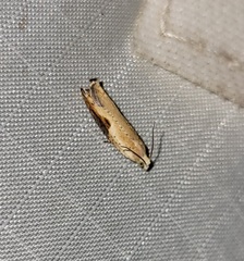 Pseudexentera costomaculana