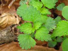 Nanocnide japonica