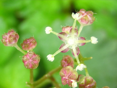 Nanocnide japonica