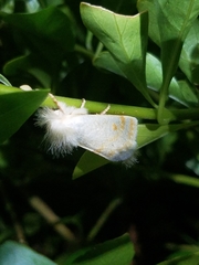 Epicoma subargentata