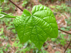 Alangium platanifolium