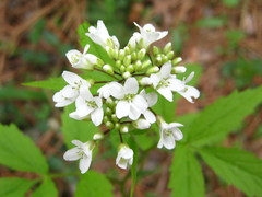 Cardamine leucantha