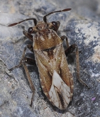 Henestaris laticeps