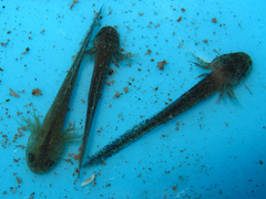 Hynobius quelpaertensis