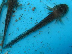 Hynobius quelpaertensis