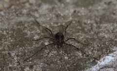 Himalphalangium spinulatum