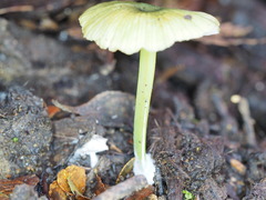 Entoloma rodwayi