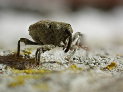 Parethelcus pollinarius