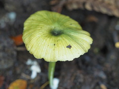 Entoloma rodwayi