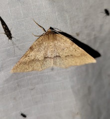 Metarranthis angularia