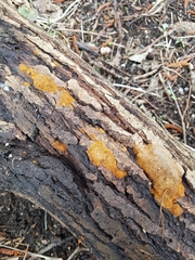 Phellinopsis conchata