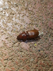 Phorticosomus