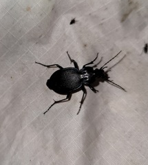Carabus goryi