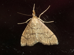 Metasia dicealis