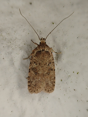 Agonopterix heracliana