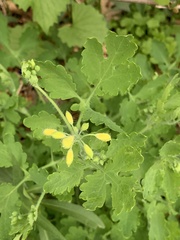 Chelidonium majus