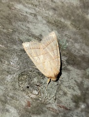 Pyreferra citrombra