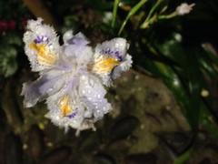 Iris japonica