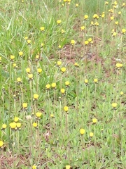 Pilosella lactucella