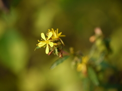 Triumfetta pentandra
