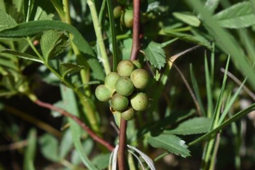 Smooth Pea Gall Wasp