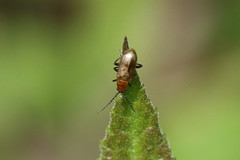 Haplosomoides abdominalis