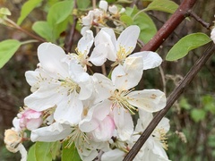 Malus
