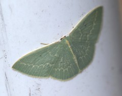 Chlorocoma melocrossa