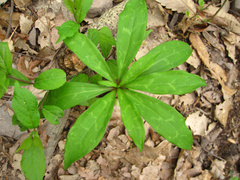 Lilium tsingtauense
