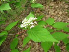 Viburnum erosum