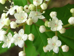 Viburnum erosum