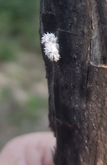 Nephus binaevatus
