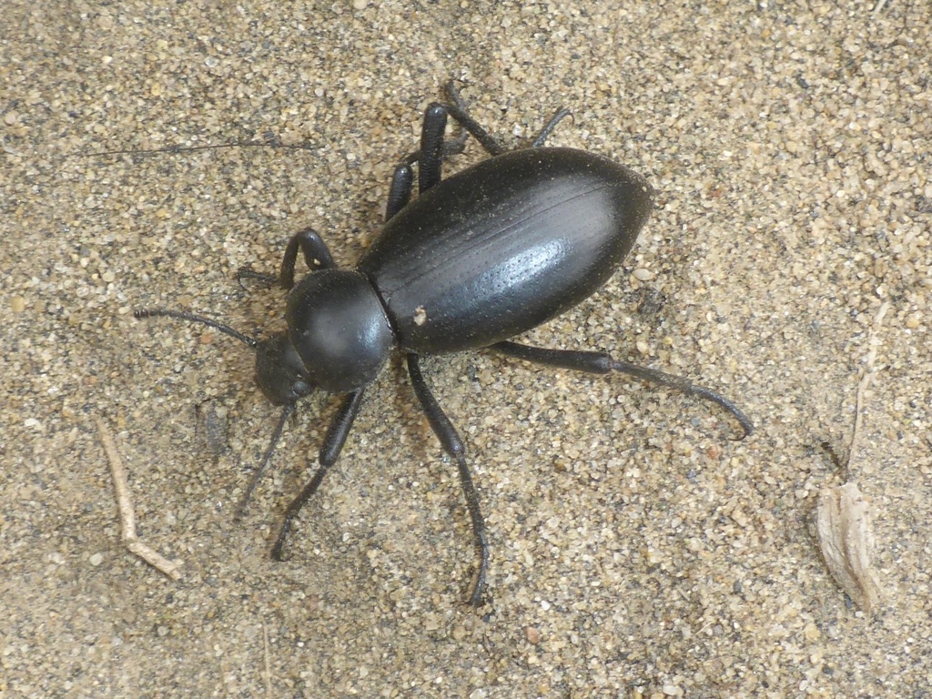Dentate Stink Beetle