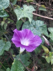 Ipomoea purpurea image